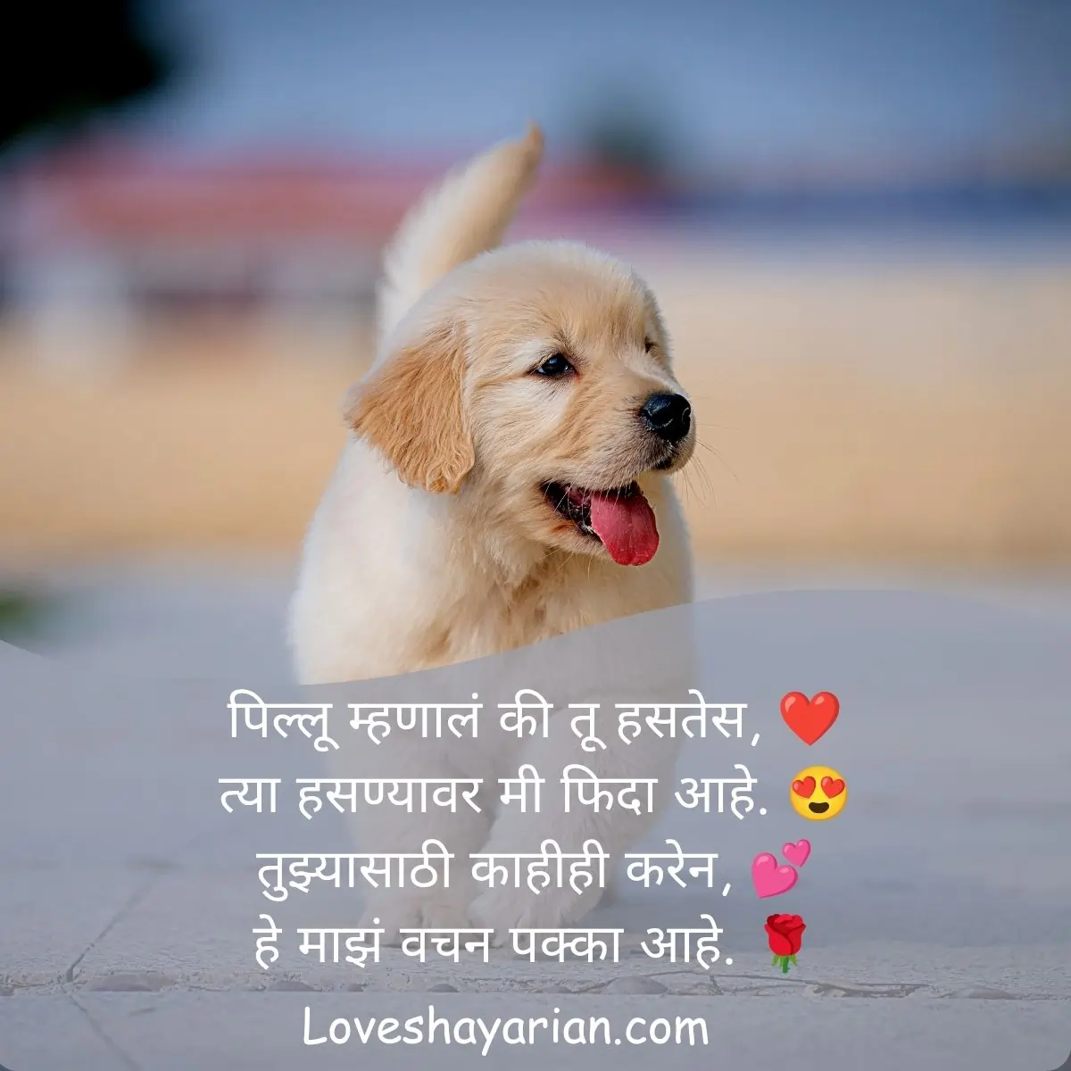 पिल्लू लव्ह शायरी मराठी